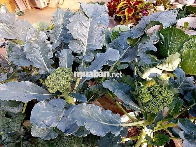 Nhà chính chủ đường thanh khê 6