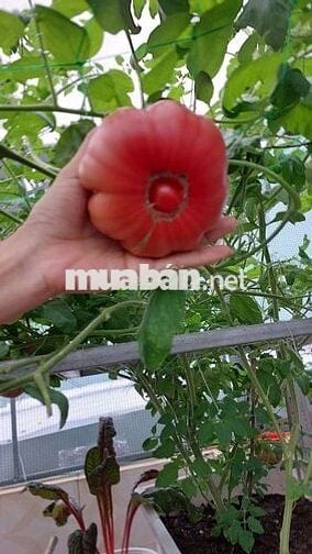 Nhà chính chủ đường thanh khê 6