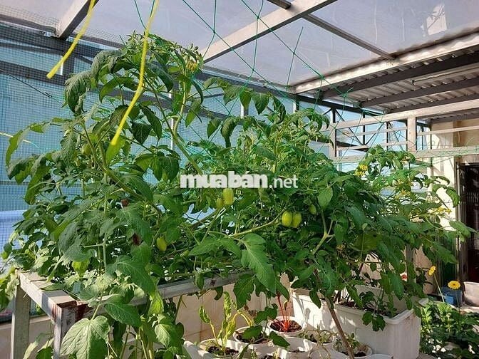 Nhà chính chủ đường thanh khê 6