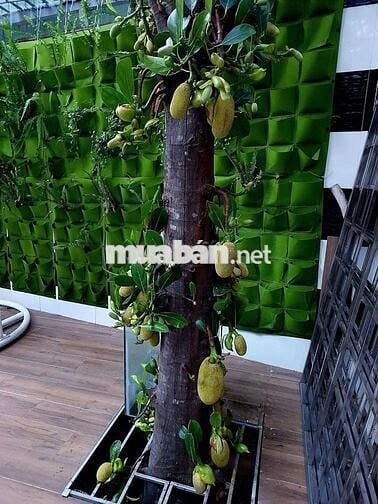 Nhà chính chủ đường thanh khê 6