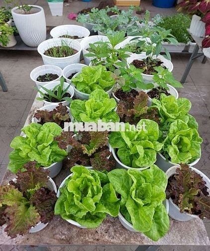 Nhà chính chủ đường thanh khê 6