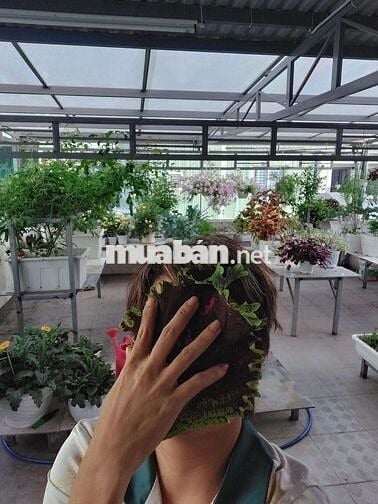 Nhà chính chủ đường thanh khê 6