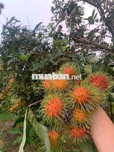 Miếng đất này nhà e đang cần bán
