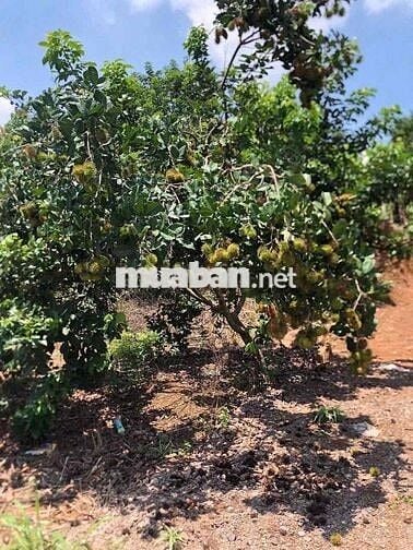 Miếng đất này nhà e đang cần bán