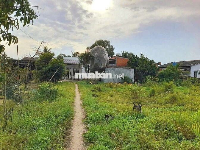 Quá ngộp, 1172m2 đất có 295m2 thổ cư 22 x 51m, chốt 850tr