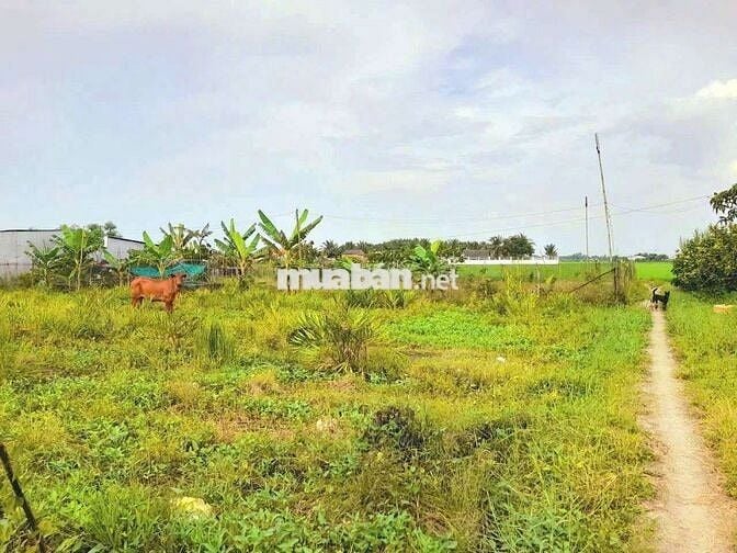 Quá ngộp, 1172m2 đất có 295m2 thổ cư 22 x 51m, chốt 850tr