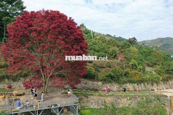 Cho thuê nhà nghỉ dưỡng Bảo Lộc