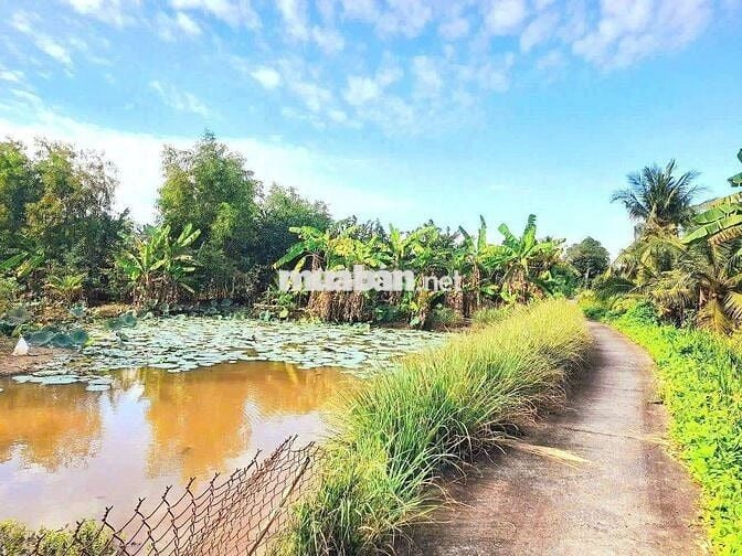 Quá ngộp, 1172m2 đất có 295m2 thổ cư 22 x 51m, chốt 850tr