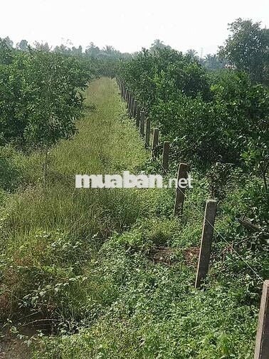 Đất vườn 1.000m² Bến Lức, hẻm ô tô đường 816 – sổ riêng, vị trí đẹp, g