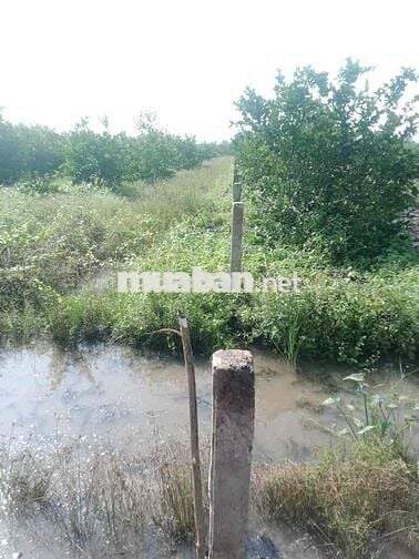 Đất vườn 1.000m² Bến Lức, hẻm ô tô đường 816 – sổ riêng, vị trí đẹp, g