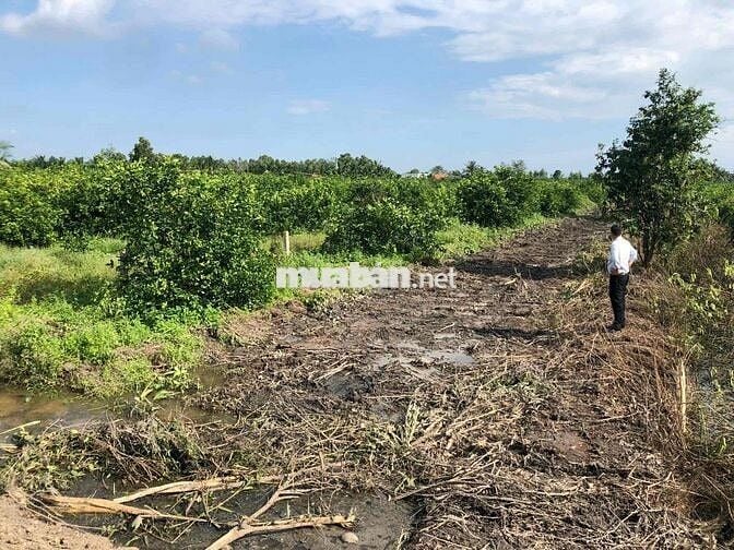 Đất vườn 1.000m² Bến Lức, hẻm ô tô đường 816 – sổ riêng, vị trí đẹp, g