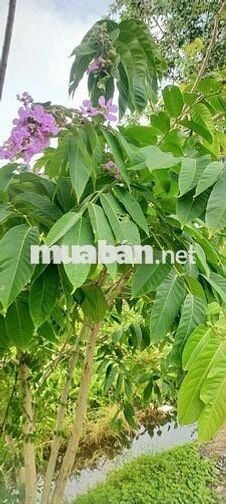 Cho thuê nhà một trệt một lầu hẻm Trương Công Định  Vũng Tàu