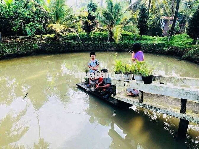 ĐẤT VƯỜN NGHỈ DƯỠNG CHÂU THÀNH BẾN TRE