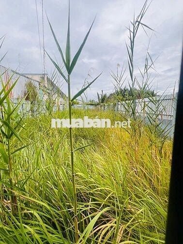 BÁN ĐẤT NHÀ BÈ 254M2 THỔ VƯỜN - MẶT TIỀN ĐƯỜNG GIÁ 4TY6 TL