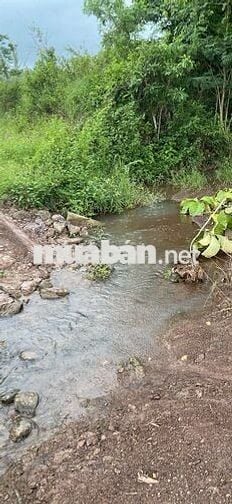 CẦN BÁN 18 HA ĐẤT NÔNG NGHIỆP SUỐI BAO QUANH, BẰNG PHẴNG