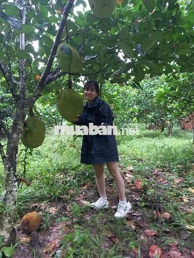 BÁN ĐẤT THỔ CƯ CHÍNH CHỦ,XÃ LONG VĨNH,GIÁP TP TÂY NINH