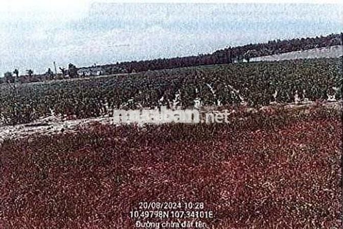 Bán ĐGTS đất tại Thửa đất số: 97, xã Đất Đỏ, TP. Hồ Chí Minh