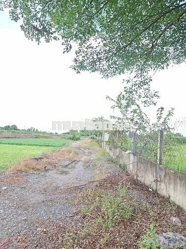 Nhà vườn Bình Mỹ - Củ Chi : 500m2 - SHR - 2 mặt tiền . Giá 2 tỷ