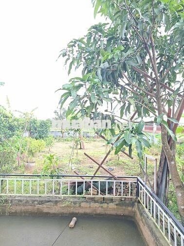 Nhà vườn Bình Mỹ - Củ Chi : 500m2 - SHR - 2 mặt tiền . Giá 2 tỷ