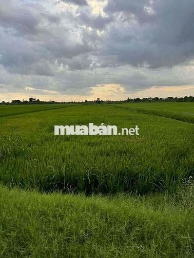3000m2 đất Mặt Tiền kênh Bờ Bao