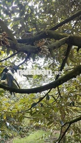 Vườn SẦU RIÊNG 7 năm. DT 12 công. Đc: xã An Hữu (CB-TG) cập lộ đan 4m