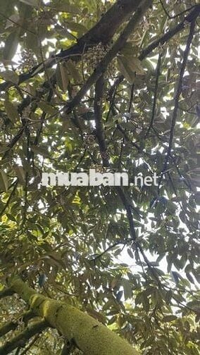 Vườn SẦU RIÊNG 7 năm. DT 12 công. Đc: xã An Hữu (CB-TG) cập lộ đan 4m
