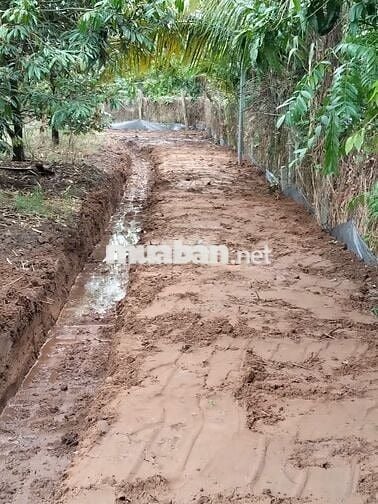 Vườn SẦU RIÊNG 7 năm. DT 12 công. Đc: xã An Hữu (CB-TG) cập lộ đan 4m