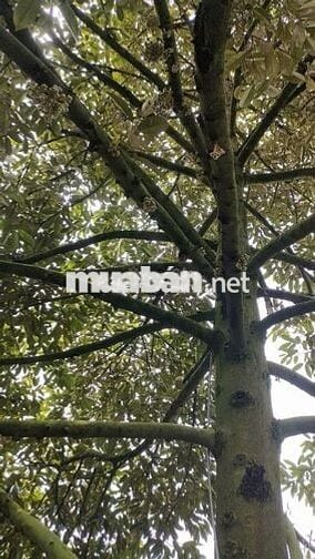 Vườn SẦU RIÊNG 7 năm. DT 12 công. Đc: xã An Hữu (CB-TG) cập lộ đan 4m