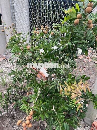 Nhà vườn xã Bình Chánh, TPHCM 550m 2,5tỷ