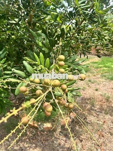 Nhà vườn xã Bình Chánh, TPHCM 550m 2,5tỷ