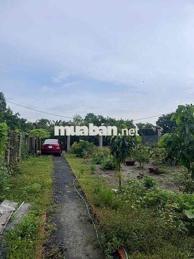 Nhà vườn xã Bình Chánh, TPHCM 550m 2,5tỷ