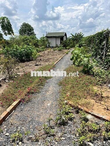 Nhà vườn xã Bình Chánh, TPHCM 550m 2,5tỷ