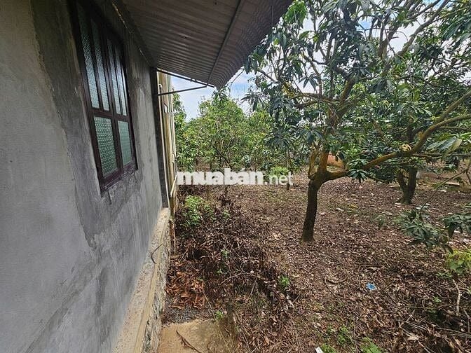 Nhà sẵn vườn Xoài 2,2 sào - sổ vuông vức - đường ô tô tránh nhau.
