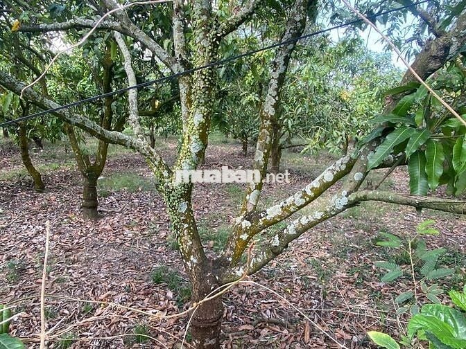 CHỈ 380 TRIỆU SỞ HỮU NGAY LÔ ĐẤT Ở TẠI NÔNG THÔN,MẶT TIỀN NHỰA,GIÁ RẼ