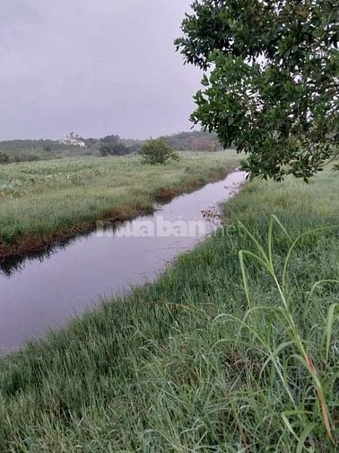 Bán gấp 1 ha đất cà phê tại Lộc Phát - Bảo Lộc
