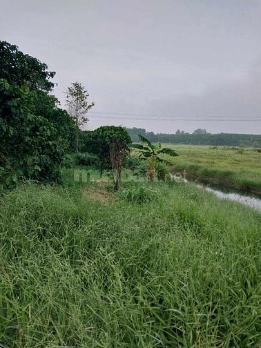 Bán gấp 1 ha đất cà phê tại Lộc Phát - Bảo Lộc