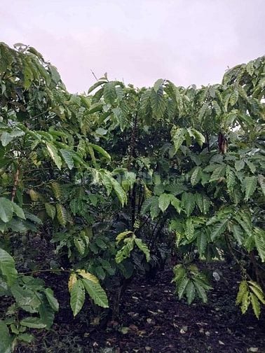 Bán gấp 1 ha đất cà phê tại Lộc Phát - Bảo Lộc