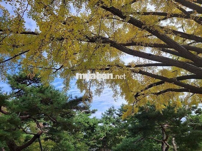 NHÀ ĐẸP DÂN XÂY - KINH DOANH TỐT NHÀ ĐẸP DÂN XÂY - KINH DOANH TỐT