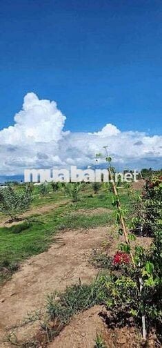 3476m2 Đất Vườn sẵn Mặt Tiền Kênh Ba