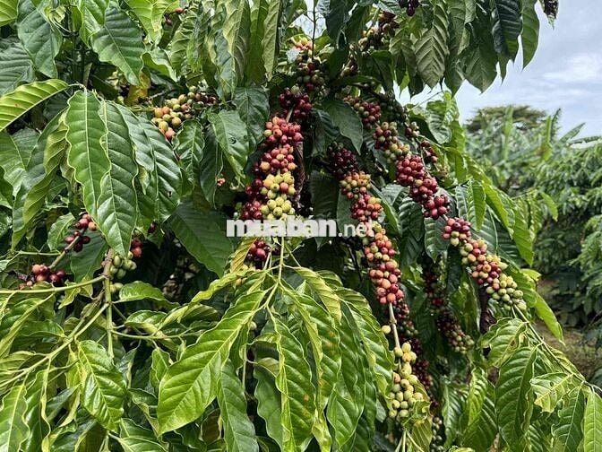 CHÍNH CHỦ BÁN ĐẤT MẶT TIỀN QL 14 CÓ NHÀ & VƯỜN CÀ PHÊ TẠI THÔN 5, NHÂN