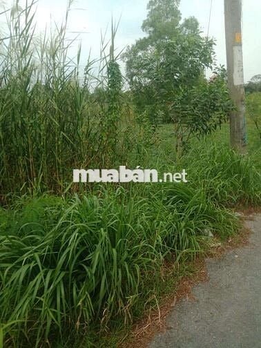 Đất vườn mặt tiền đường nhựa ba chả xã Hưng Long