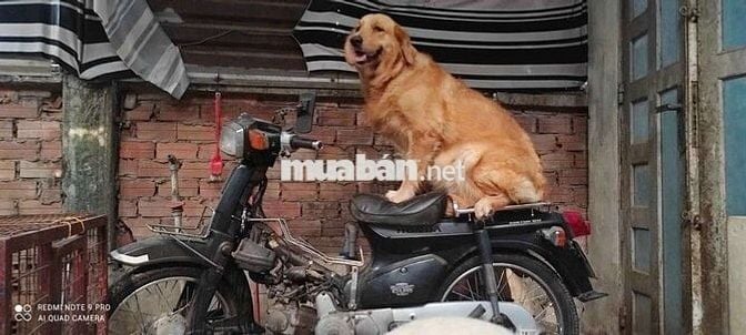 Cubstom 82-90cc, k9c , zin nguyên bản