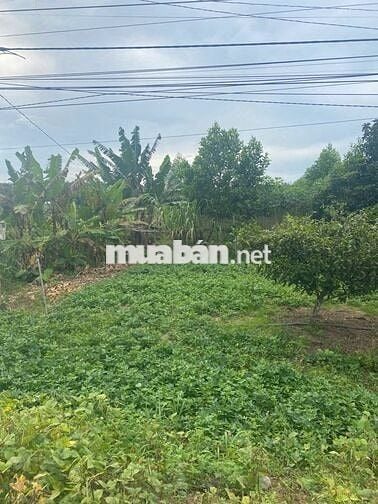 Bán Lô Đất Mặt Tiền Đường DT785 Ấp Hội Thắng, Xã Tân Hội, Tây Ninh