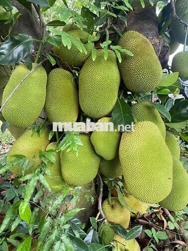 ĐẤT VƯỜN VIEW NGHỈ DƯỠNG 10531m2 200 thổ, tặng nhà C4, chỉ 225tr/sào