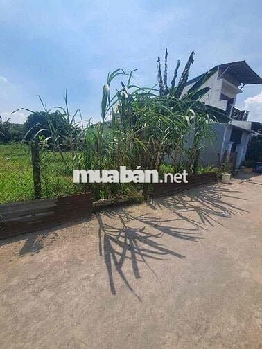 BÁN LÔ ĐẤT BÌNH NHÂM 5m x30m - THUẬN AN Bình Dương