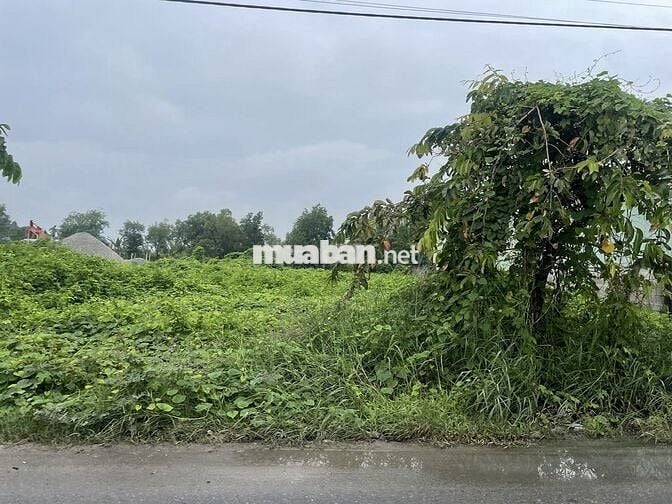 BÁN ĐẤT MẶT TIỀN NGUYỄN VĂN KHẠ - CỦ CHI - SHR