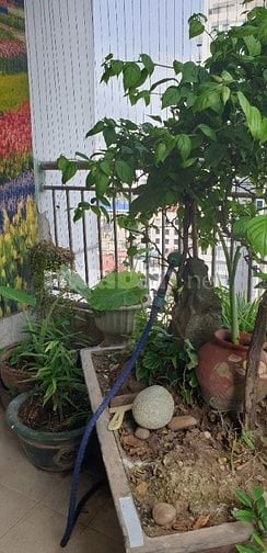 Cho thuê căn hộ 3 phòng ngủ 2 wc tại 18 Tam trinh