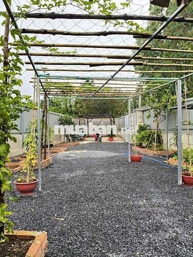 BÁN VƯỜN CÂY ĂN TRÁI 26x10m VIEW KÊNH TRUNG ĐÔNG 8, HÓC MÔN