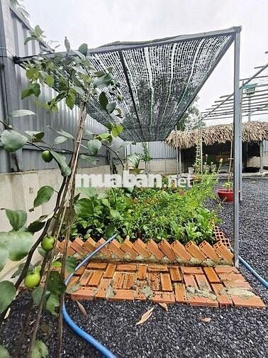 BÁN VƯỜN CÂY ĂN TRÁI 26x10m VIEW KÊNH TRUNG ĐÔNG 8, HÓC MÔN