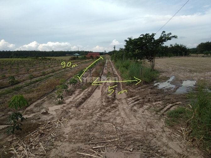 GĐ bán đất CAO SU 4.3ha (2tỷ4/ha TL) gần KCN Chà Là, rào B40 bao quanh